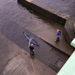 Wieloryb utknął w Tamizie. Uwolnili go ratownicy