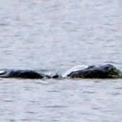 NASA została poproszona o pomoc w poszukiwaniu potwora z Loch Ness