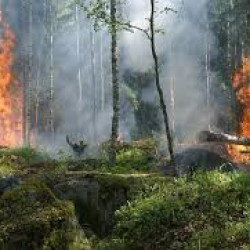 Rekordowy wzrost o 663 proc. liczby pożarów lasów w Anglii i Walii