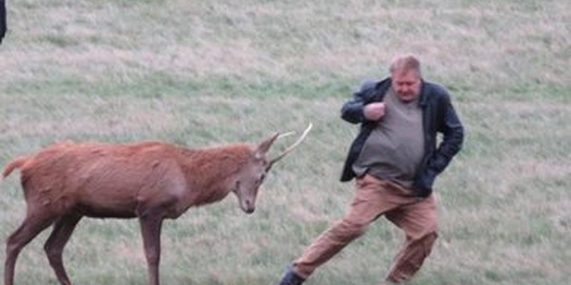 Jeleń zaatakował mężczyznę w parku