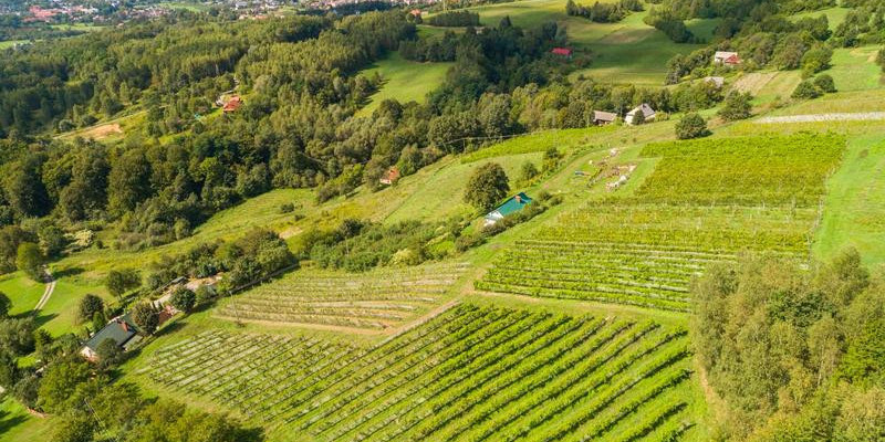 Polskie winnice podbijają serca klientów.