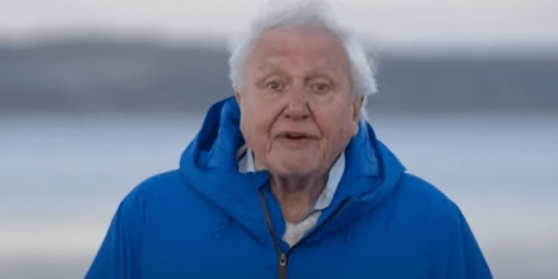 Biolog i popularyzator nauki David Attenborough skończył 99 lat